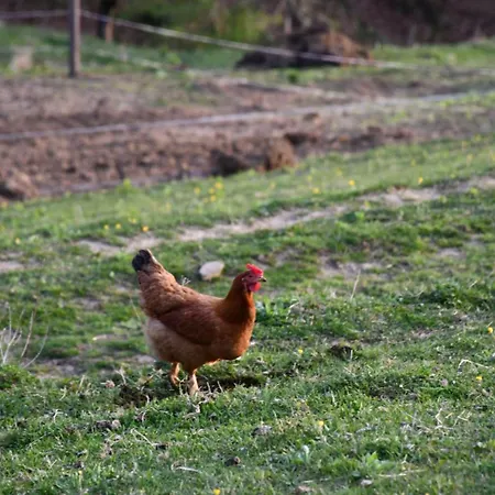 Eko Pony Ranch Ogrizek Lägenhet Podčetrtek