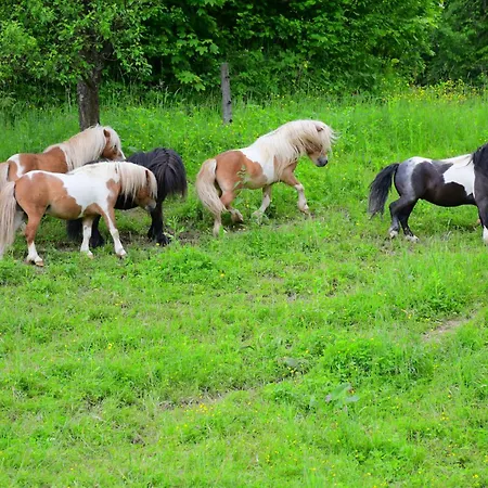 Eko Pony Ranch Ogrizek *