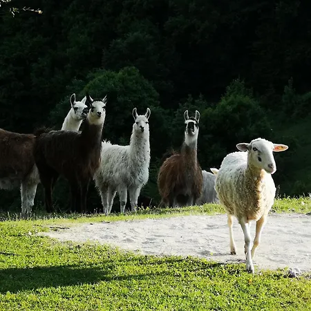 Eko Pony Ranch Ogrizek * Podčetrtek
