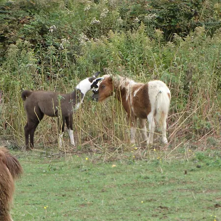 Eko Pony Ranch Ogrizek Lägenhet