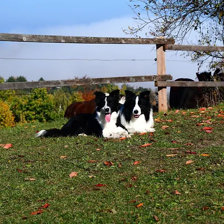 Eko Pony Ranch Ogrizek Daire *