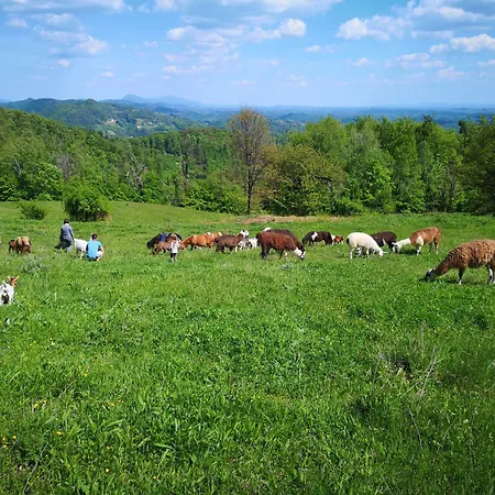 Eko Pony Ranch Ogrizek Daire Podčetrtek