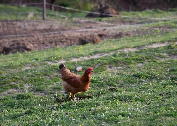 Eko Pony Ranch Ogrizek アパート ポドチェトルテク