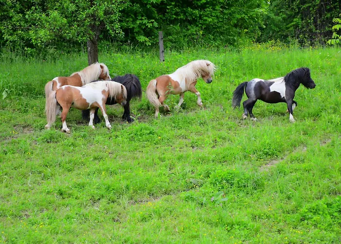 Eko Pony Ranch Ogrizek *