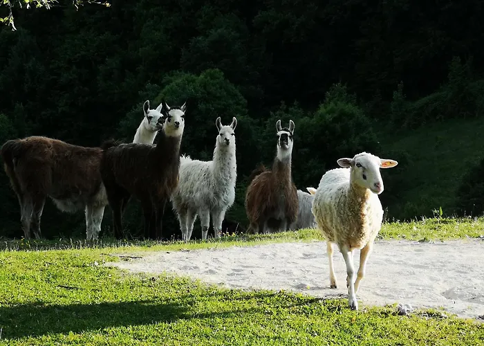 Eko Pony Ranch Ogrizek * ポドチェトルテク