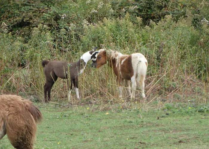 Eko Pony Ranch Ogrizek アパート